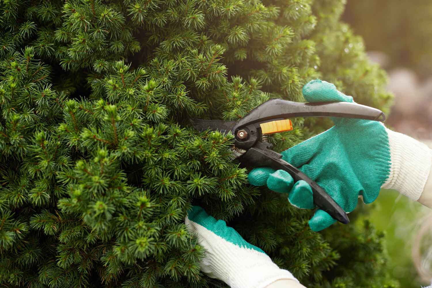 Best Commercial Tree Services  in Chillicothe, MO